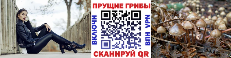 Купить где  Любань  Псилоцибиновые грибы Cubensis 